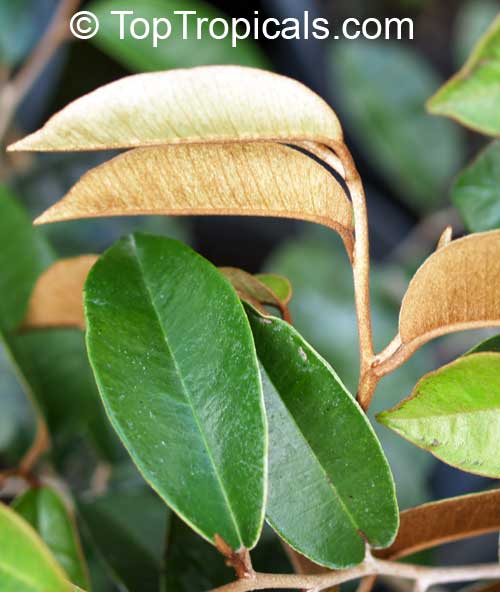 معرفی و راهنمای پرورش درختان میوه - درخت برگ اطلسی